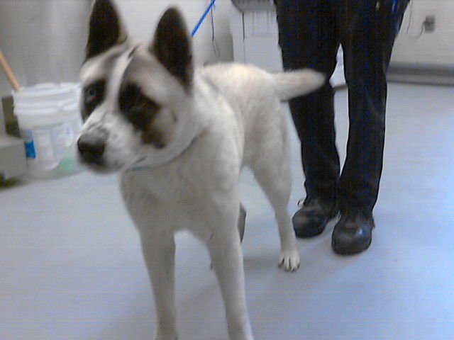 PANDA - Akita available for adoption