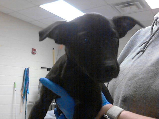 PEARL - Pit Bull Terrier available for adoption