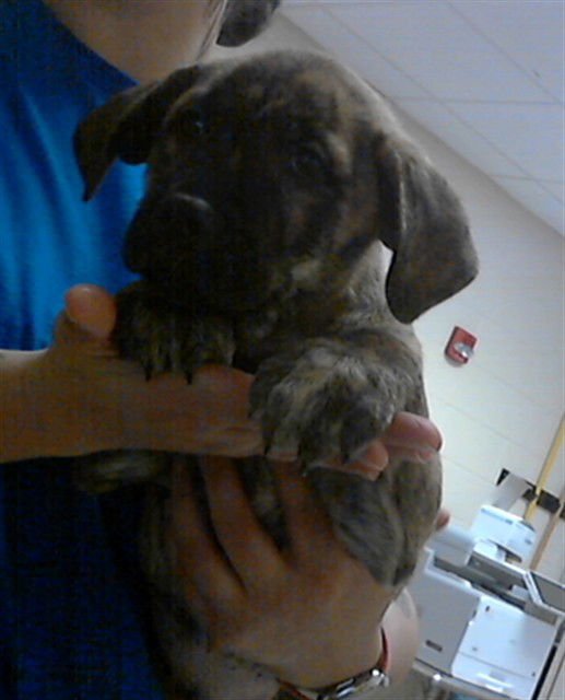 TROPIC THUNDER - Pit Bull Terrier available for adoption