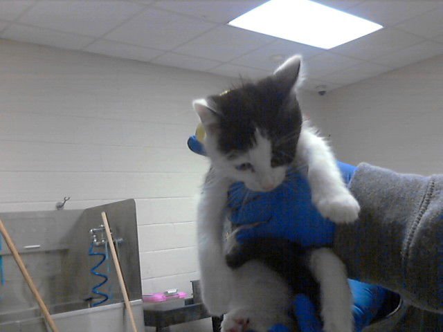 A427598 - Domestic Short Hair available for adoption