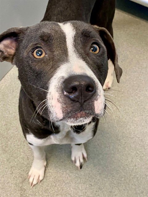 ELLIE - Pit Bull Terrier available for adoption