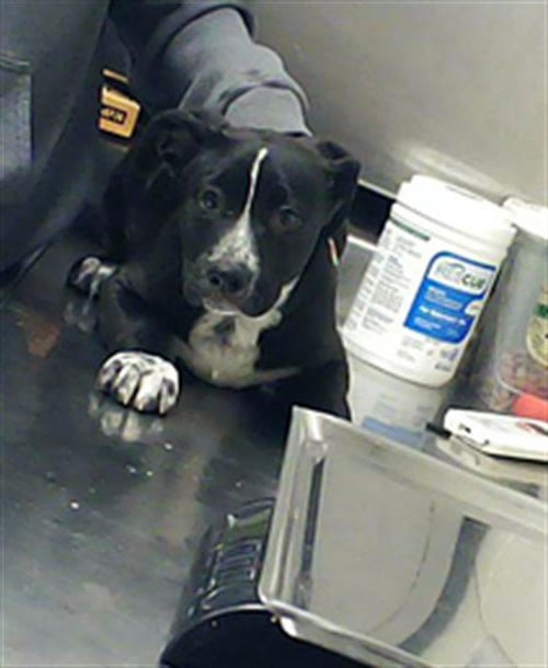 FRECKLES - German Shepherd Dog / Pit Bull Terrier available for adoption