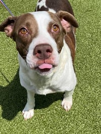 KATIE - Photo 1