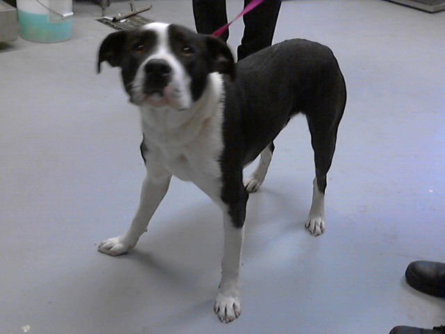 ALDER - Pit Bull Terrier available for adoption