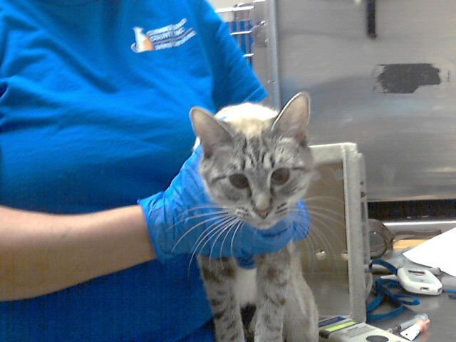 POPO - Domestic Short Hair available for adoption