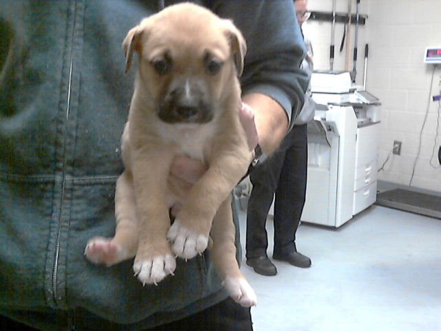 MOOCH - Labrador Retriever available for adoption