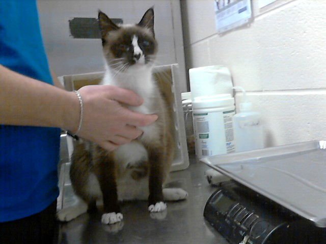 THUMBELINA - Snowshoe available for adoption