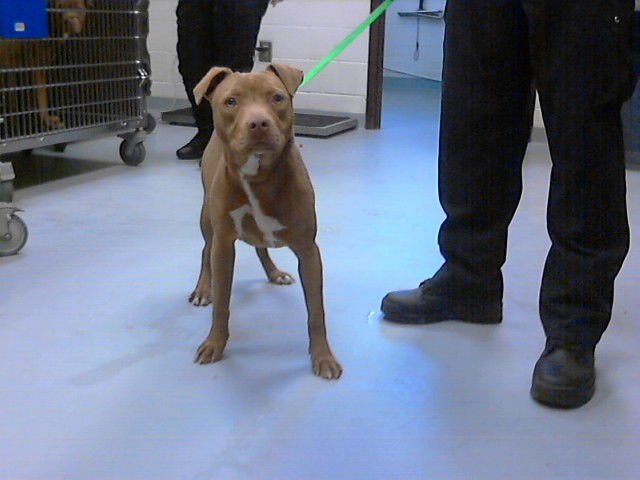 SCRUNCHIE - Pit Bull Terrier available for adoption