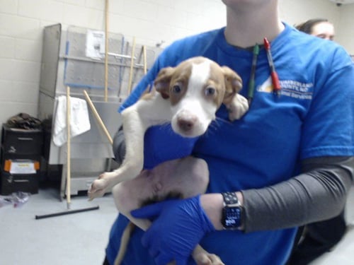 A434506 - Pit Bull Terrier available for adoption
