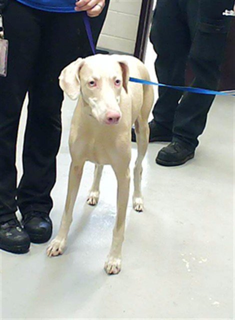 AVALON - Doberman Pinscher available for adoption