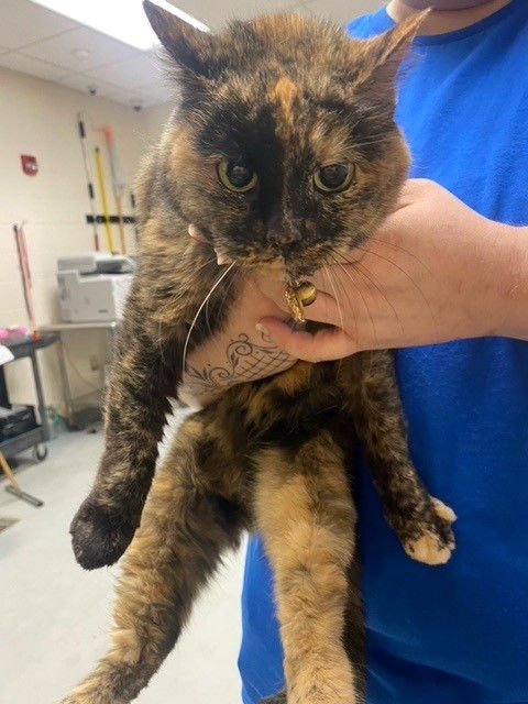 KIKI - Domestic Short Hair available for adoption