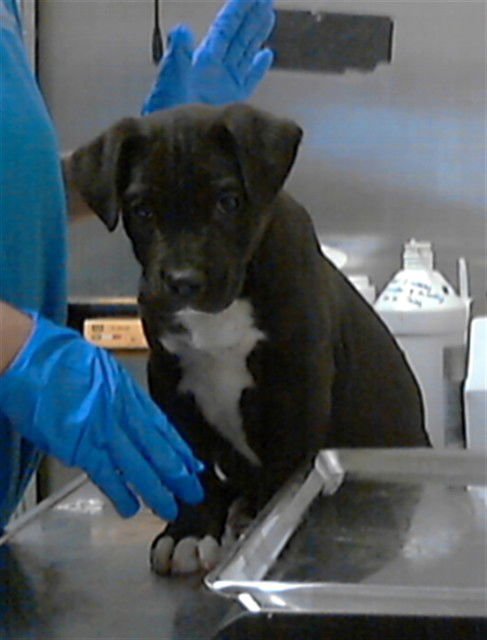 RAZOR BERRY - Pit Bull Terrier available for adoption