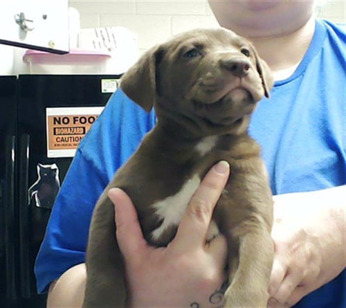 A429256 - Pit Bull Terrier available for adoption