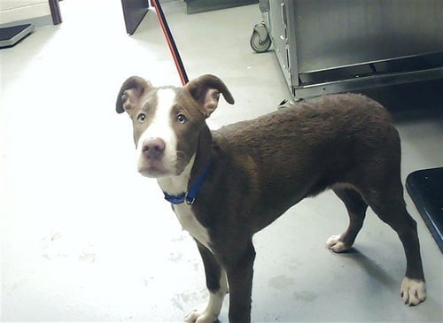 GUS - Pit Bull Terrier available for adoption