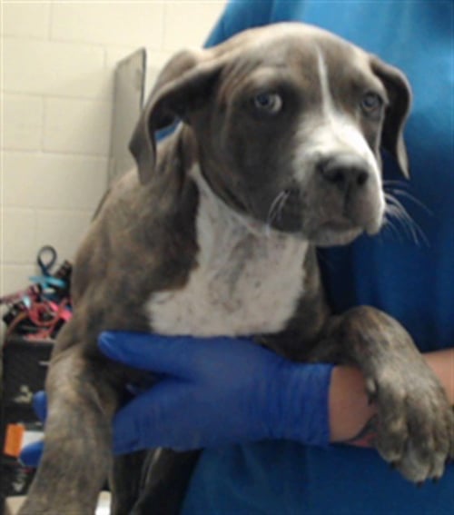 A434886 - Pit Bull Terrier available for adoption