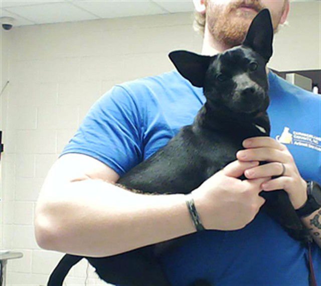 MILO - Dachshund / Chihuahua available for adoption