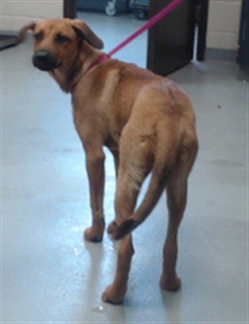 BLOSSOM - Labrador Retriever for adoption in Fayetteville