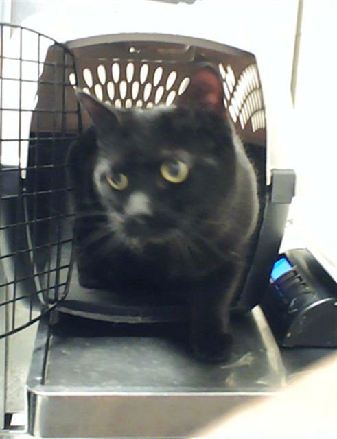 SALEM - Domestic Short Hair available for adoption