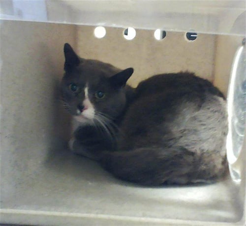 GRAY - Domestic Short Hair available for adoption