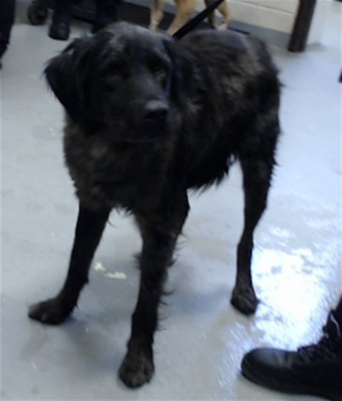 A435400 - Australian Shepherd available for adoption