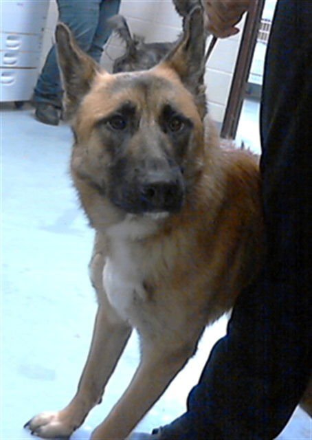 FABLE - German Shepherd Dog available for adoption