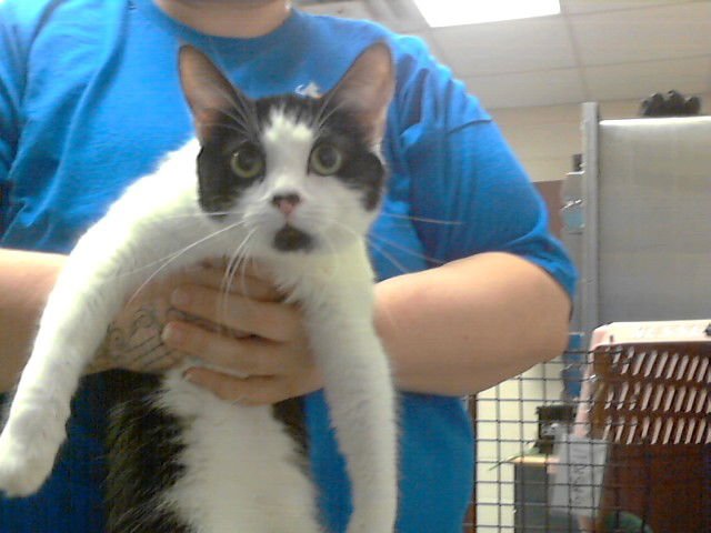 DAISY - Domestic Short Hair available for adoption