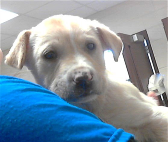 BARNEY - Labrador Retriever available for adoption