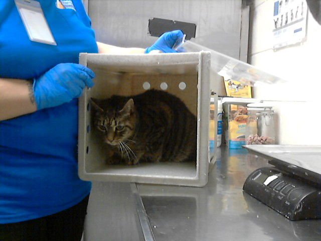 PANDORA - Domestic Short Hair available for adoption