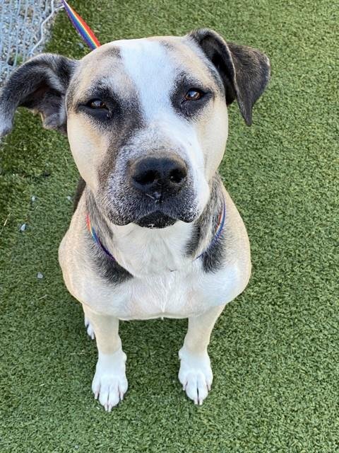 LUCY - Anatolian Shepherd available for adoption