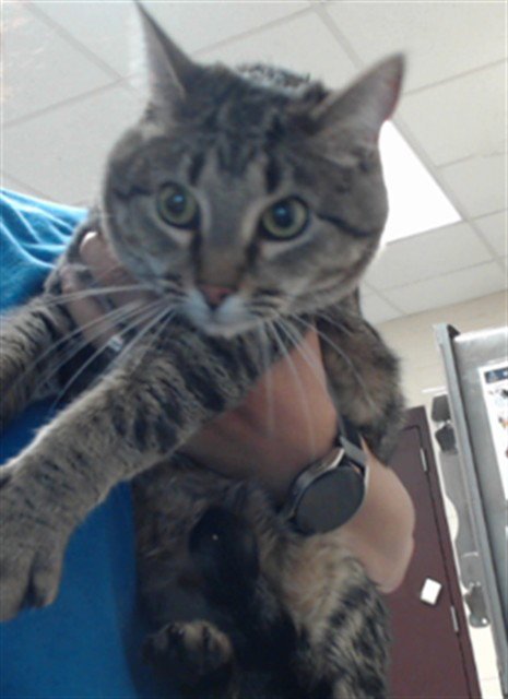 SADIE - Domestic Short Hair for adoption in Fayetteville