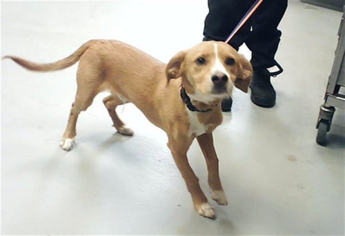 SKYLIGHT - Parson Russell Terrier available for adoption