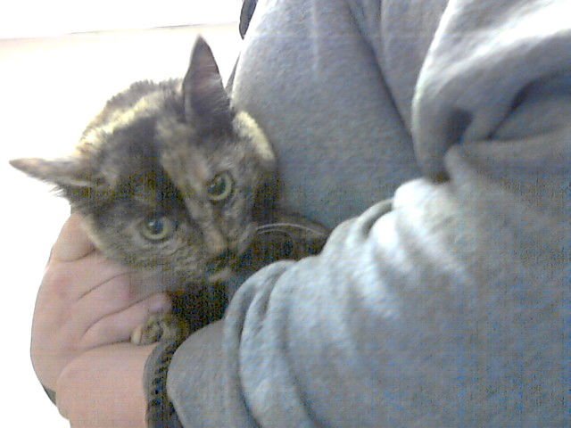 A428049 - Domestic Short Hair available for adoption