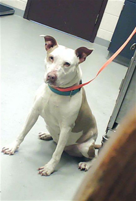 A428595 - Pit Bull Terrier available for adoption