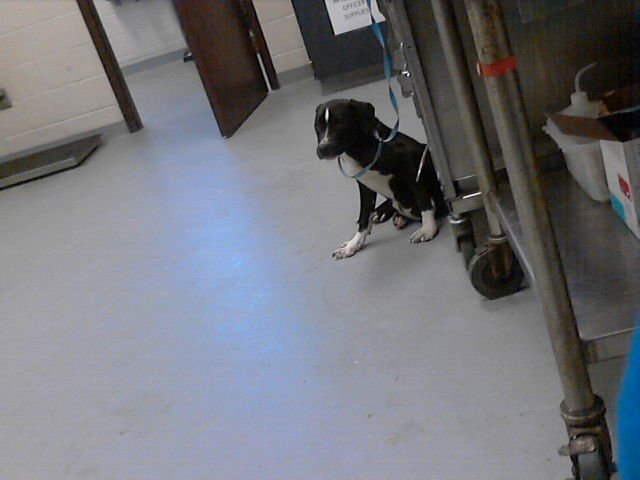 MINNIE MOUSE - Pit Bull Terrier available for adoption