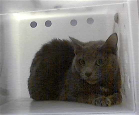 A428027 - Domestic Short Hair available for adoption