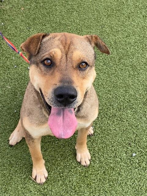 PHINEAS - Chinese Shar-Pei available for adoption