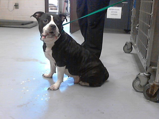 CLEO - Pit Bull Terrier available for adoption