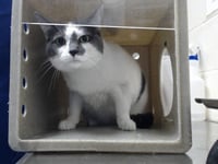 ALLY CAT - Photo 1