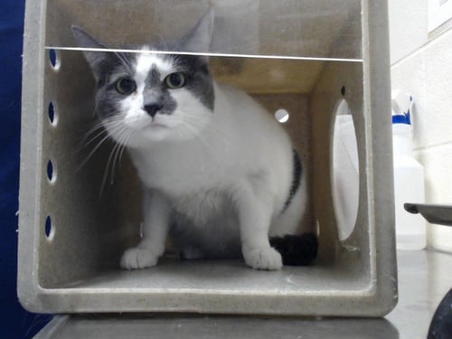 ALLY CAT - Domestic Short Hair available for adoption