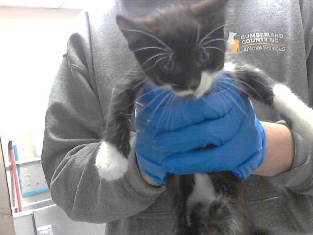 A427595 - Domestic Short Hair available for adoption