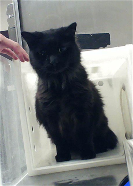 AGNES - Domestic Long Hair available for adoption