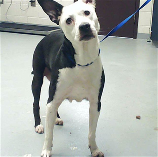 A428647 - Pit Bull Terrier / Labrador Retriever available for adoption