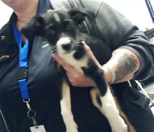 JULIBEE - Labrador Retriever available for adoption