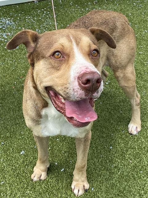 AIDEN - American Bulldog for adoption in Fayetteville