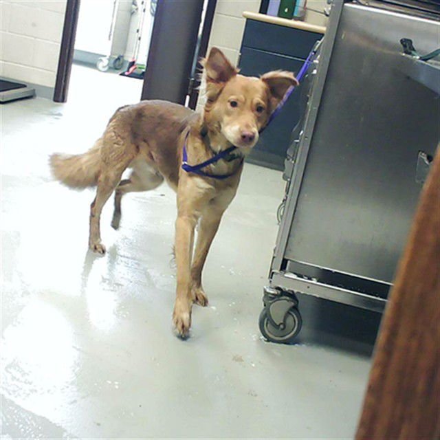 DERVIS - Australian Cattle Dog/Blue Heeler available for adoption