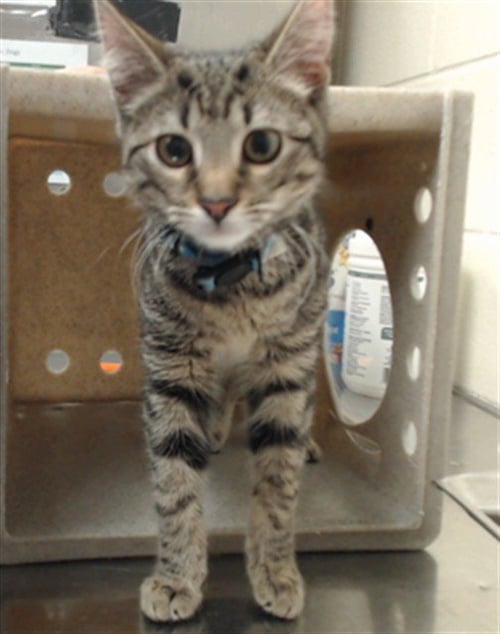 SIR MURPHY - Domestic Short Hair for adoption in Fayetteville