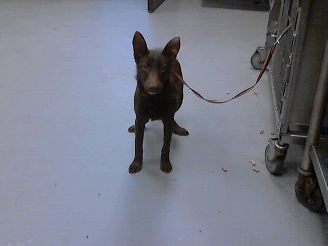 VANYA - Australian Kelpie available for adoption