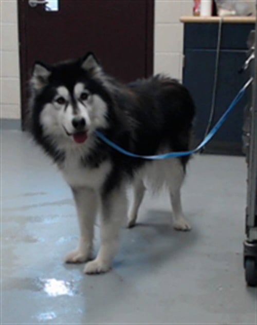 RYDELL - Siberian Husky available for adoption