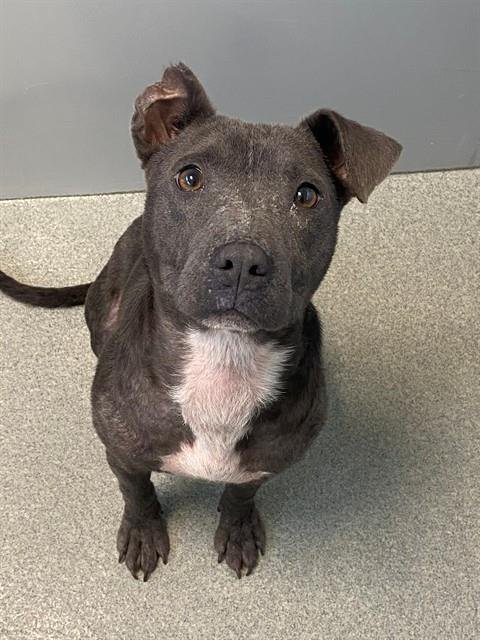 EVANDER - Pit Bull Terrier available for adoption