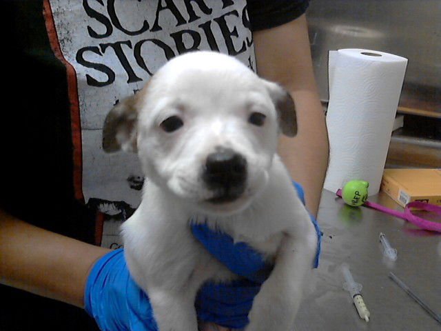 A427218 - Shih Tzu / Chihuahua available for adoption